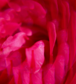 ROGER & GALLET GINGEMBRE ROUGE Lait Corps Bienfaisant - 250 ml – Image 2